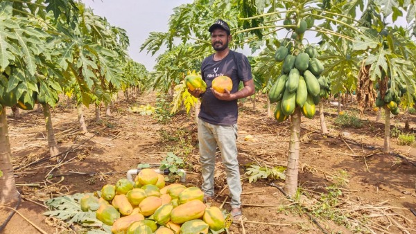 Young man aiming to grow mango dragon fruit butter fruit through mixed farming