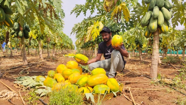 Young man aiming to grow mango dragon fruit butter fruit through mixed farming