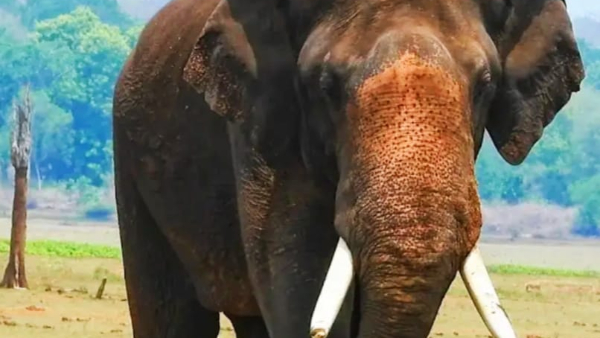 Junior Arjuna Found In The Mysore Kabini Backwaters