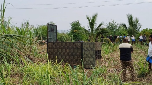 Leopard spotted in sugarcane land in near Gundlupete