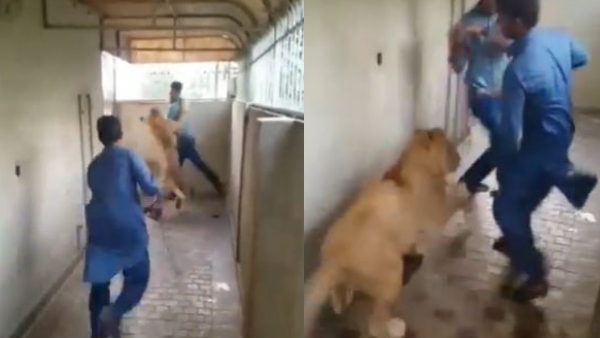 Viral Video of Lion Was Attacked on the Man in Cage Internet Reacts