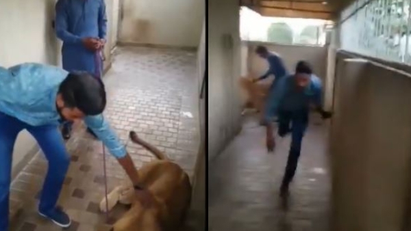 Viral Video of Lion Was Attacked on the Man in Cage Internet Reacts
