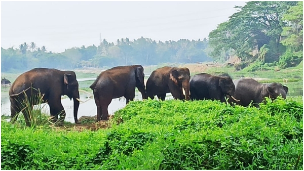 A Herd of Elephants Spotted in the Shinsha River in Maddur