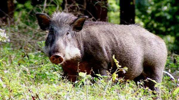 Protest Demands Compensation for Family of Victim Killed in Wild Boar Attack Protest Demands Compensation for Family of Victim Killed in Wild Boar Attack