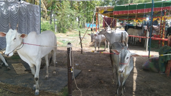 The Bulls Owned by Actor Darshan Grabs attention in cattle fair