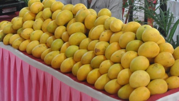Mango Mela In Dharwad From May 14 To 16 Direction For Farmers