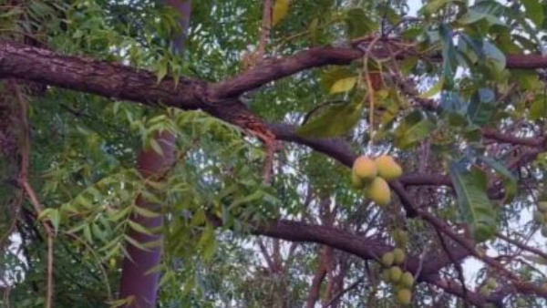 Mango on Neem Tree Video Goes Viral Mango on Neem Tree Video Goes Viral