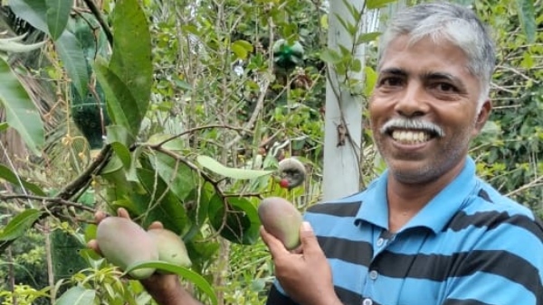 Shankarapura Joseph Lobo Has Successful In Growing Japanese Mango Fruit In Udupi