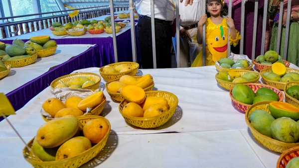 Horticulture Department Mango Mela In Dharwad May 14 To 16 Horticulture Department Mango Mela In Dharwad May 14 To 16