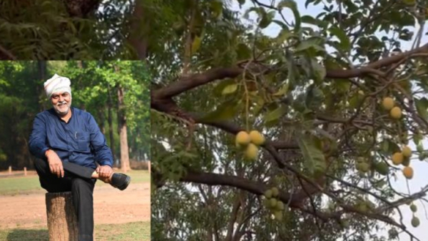 Mango on Neem Tree Video Goes Viral Mango on Neem Tree Video Goes Viral