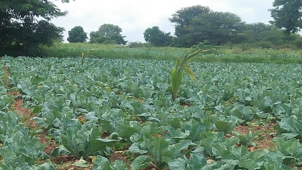 Agricultural Activities Stagnated Due To Water Scarcity At Mysuru Agricultural Activities Stagnated Due To Water Scarcity At Mysuru