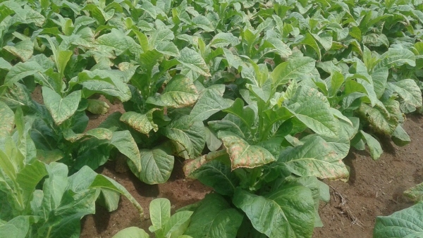 Agricultural Activities Stagnated Due To Water Scarcity At Mysuru Agricultural Activities Stagnated Due To Water Scarcity At Mysuru