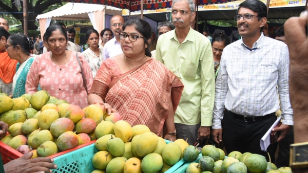 Mysuru Mango and Halasu Mela Begins
