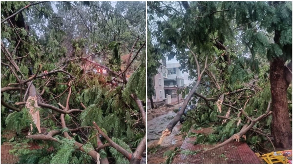 Heavy Rain in Mysuru Causes Uprooting of Over 50 Trees