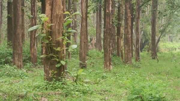 Do You Know Why There Is A Sudden Elephant Census In Nagarhole