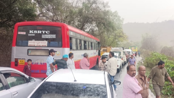 Tree Falls on Bengaluru-Dindigul National Highway Causes Heavy Traffic Jam
