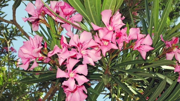 A 24-year-old Kerala Woman Loses Life After Consuming Arali oleander Flower A 24-year-old Kerala Woman Loses Life After Consuming Arali oleander Flower
