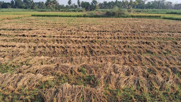 Paddy and Sugarcane Crop Damaged by Hailstorms in Mandya