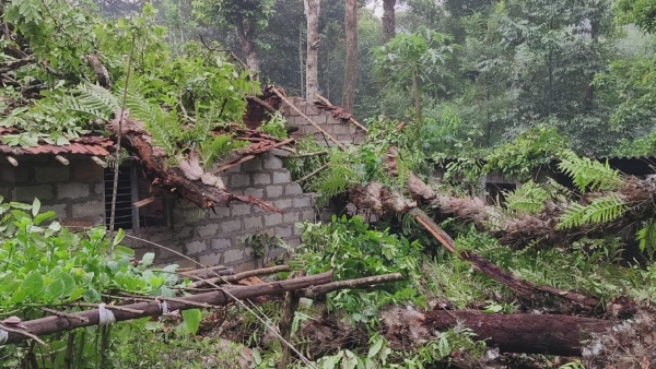 Rain Disaster In Chikkamagaluru A Tree Fell On The House And It Was Completely Destroyed