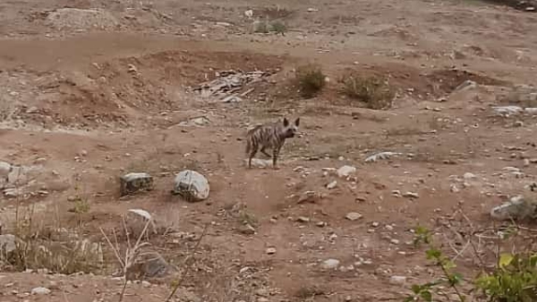 A rare animal found in Mangala village