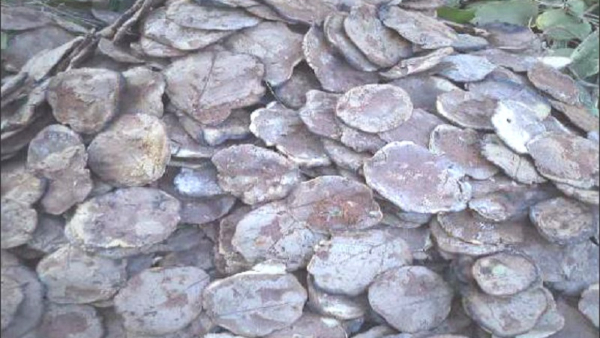 Rotti Habba Celebration at Biligiri Rangana Swamy Temple