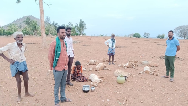 10 Sheep Died in Chamarajanagar due to Lightning Urged Compensation to Govt
