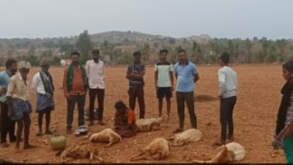 10 Sheep Died in Chamarajanagar due to Lightning Urged Compensation to Govt