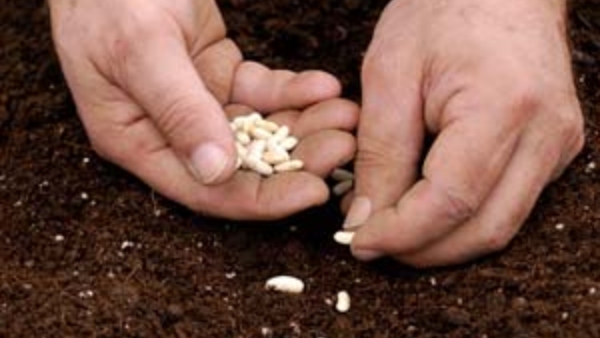 Monsoon Season Increased Price of Sowing Seeds is A Financial Blow to Karnataka Farmers