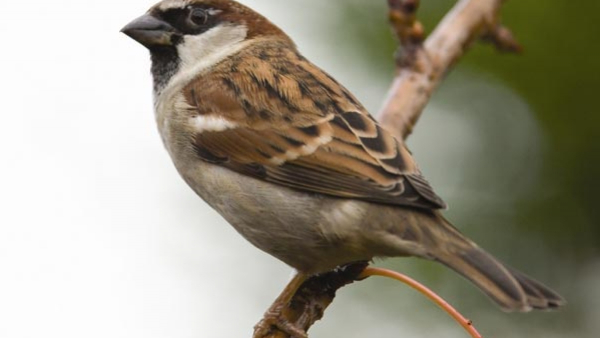 Sparrow Video Gubbi feeding bread to Gubbi has Video gone viral Sparrow Video Gubbi feeding bread to Gubbi has Video gone viral