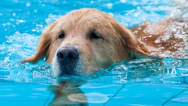 How do i take care of my pet in the summer Here are the tips in kannada How do i take care of my pet in the summer Here are the tips in kannada