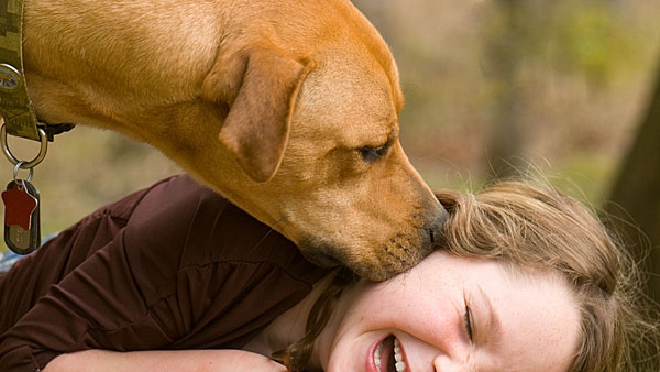 How do i take care of my pet in the summer Here are the tips in kannada How do i take care of my pet in the summer Here are the tips in kannada