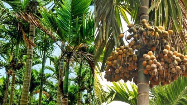 Among the nuts grown in the state Thirthahalli areca is the best variety