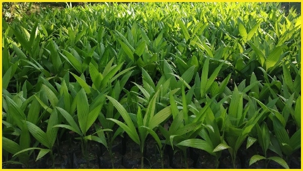 Among the nuts grown in the state Thirthahalli areca is the best variety