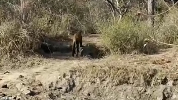 Tourists were shocked to see tiger during safari in Bandipur video viral Tourists were shocked to see tiger during safari in Bandipur video viral