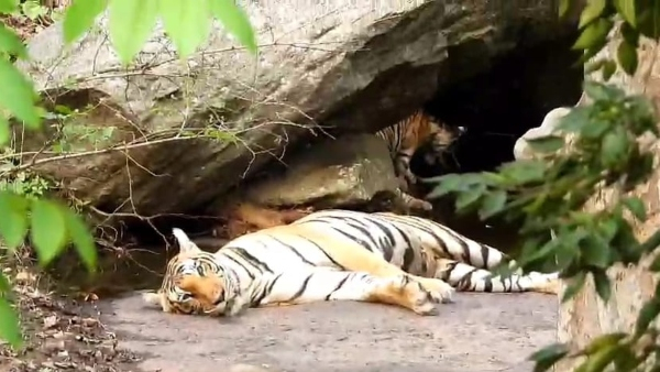 Tigers group in relaxed mood at Bandipur Video viral