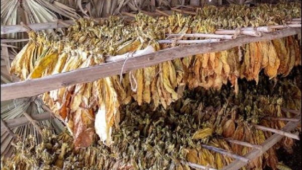 Tobacco Farming Decreasing Day By Day At Mysuru