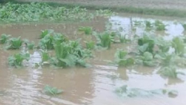 Tobacco Crop Destroyed Due To Sudden Heavy Rain In Mysuru