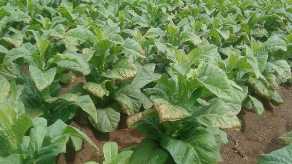 Tobacco Crop Destroyed Due To Sudden Heavy Rain In Mysuru