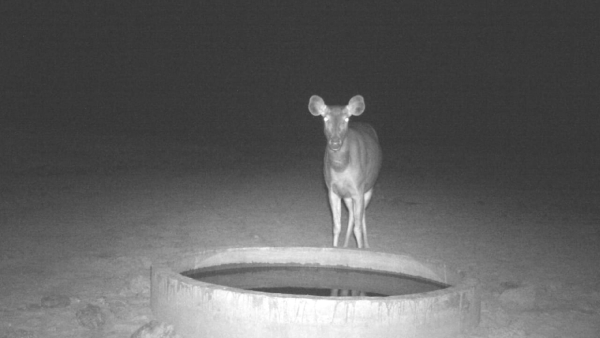 Officials Have Made Special Arrangements For Drinking Water For Wild Animals