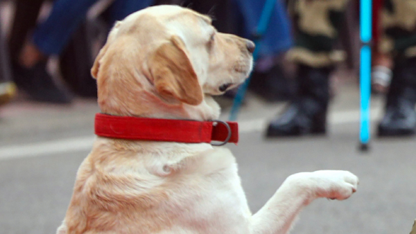 Judge s Dog Stolen in Uttar Pradesh Police Case Against 24 People