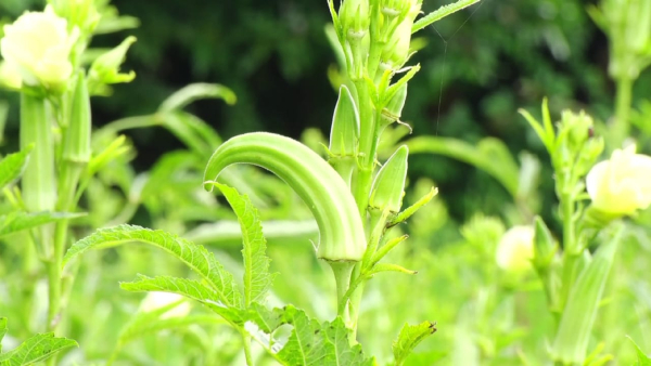 Umesh Poojary Karkada Has Successfull In Grown Vegetable At Udupi