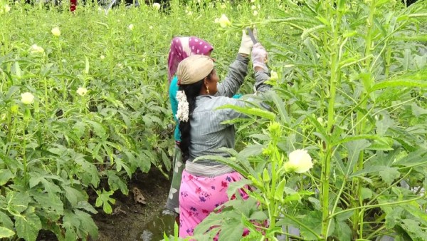 Umesh Poojary Karkada Has Successfull In Grown Vegetable At Udupi
