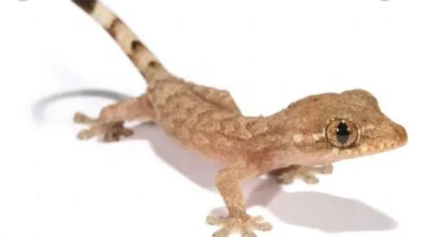 what does it mean when you hear a lizard sound in kannada