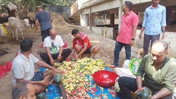 Udupi Youths Team Give 3 000 KG Watermelon To Cows For Summer