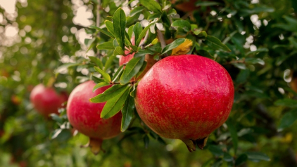Registration Process For Chilli amp amp Pomegranate Crop Insurance Scheme Has Started At Ballari Registration Process For Chilli amp amp Pomegranate Crop Insurance Scheme Has Started At Ballari