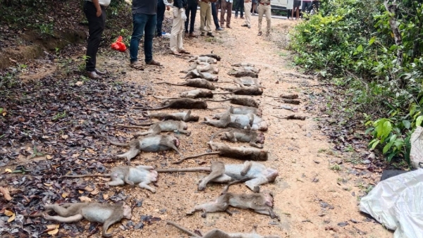 30 Monkeys Were Poisoned To Death In Devan Village Of NR Pura Taluk