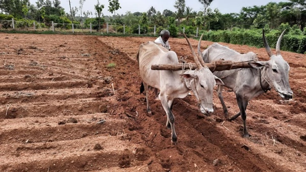 Monsoon Rains Enough Fertilizer Stock At Shivamogga