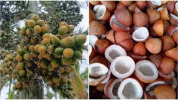 Arecant price touches 55 000 Rs mark in Karnataka Kobbari price details