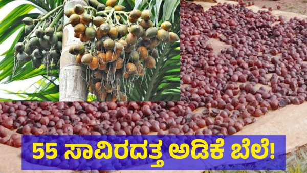 Arecanut Price Has Been Crossed 55000 Rupees Of Price Once Again In Karnataka
