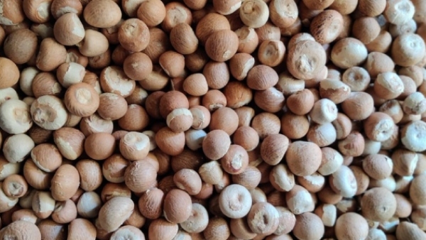 Arecanut Price details in davanagere district on june 17th 2024 know details